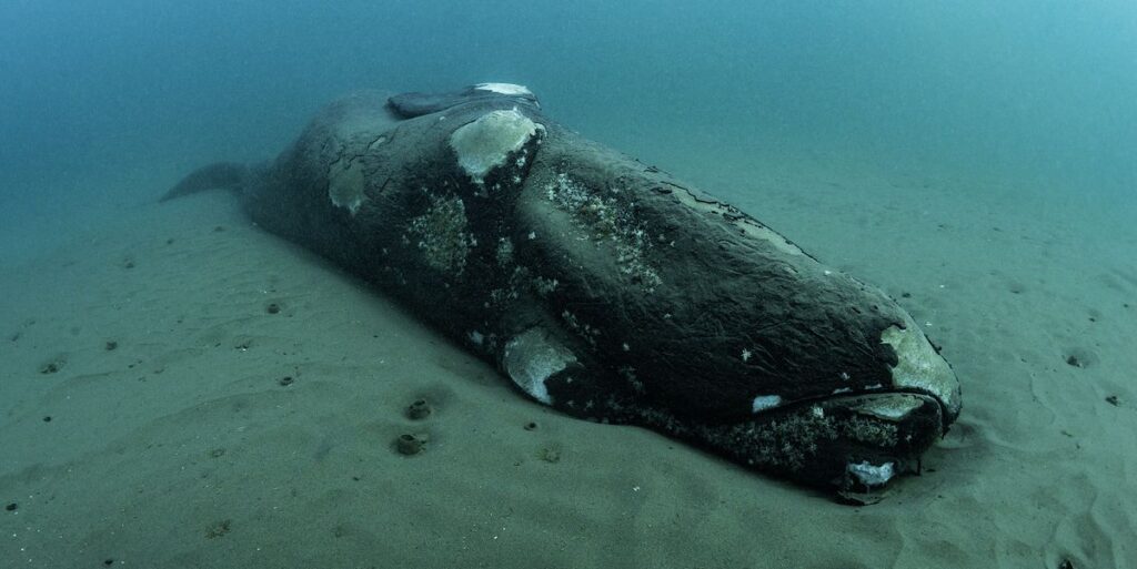 Carcass Of A Dead Southern Right Whale Calf Resting Royalty Free Image 1689190763.jpg